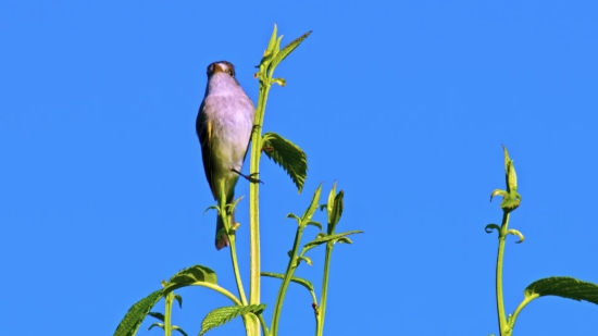 Royalty Free Video Footage, Bird, Bee Eater, Finch, Beak, Wildlife