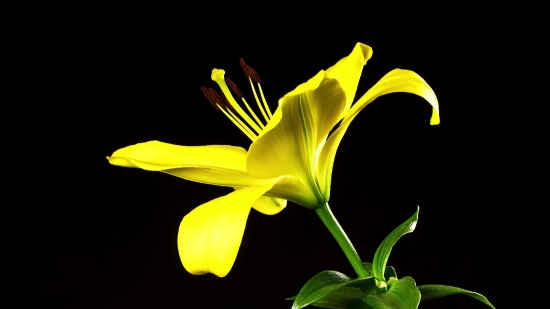 Royalty Free Videos For Free, Plant, Flower, Spring, Yellow, Garden