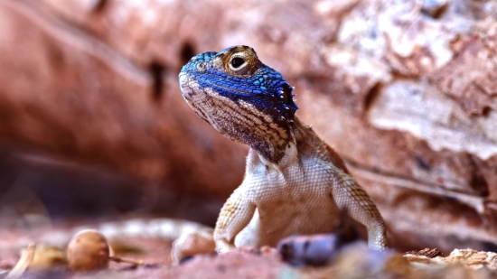 Royalty Free Videos For Youtube, Lizard, Reptile, Wildlife, Eye, Iguana