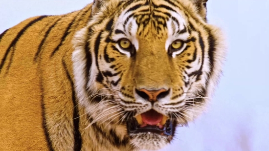 Royalty Free Videos, Tiger, Big Cat, Feline, Cat, Wildlife