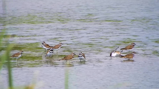 Ruddy Turnstone, Shorebird, Turnstone, Red-backed Sandpiper, Wildlife, Bird