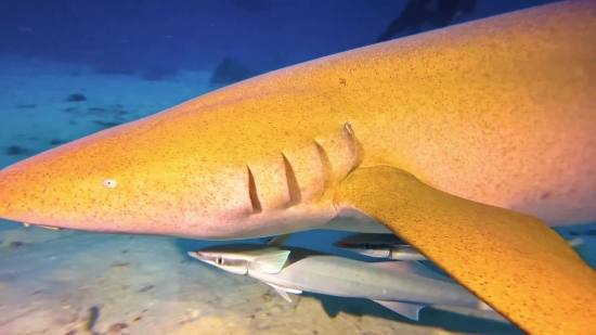 Sand, Tiger Shark, Dune, Shark, Soil, Bread