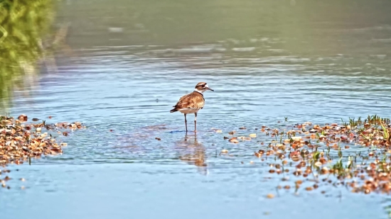 Sandpiper, Shorebird, Red-backed Sandpiper, Wading Bird, Bird, Wildlife