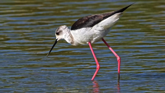 Sandpiper, Shorebird, Wading Bird, Bird, Wildlife, Water