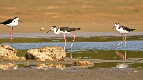 Sandpiper, Wading Bird, Bird, Shorebird, Stork, Wildlife