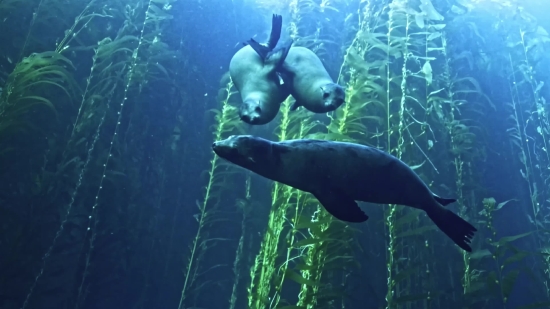 Sea Cow, Fish, Sea, Aquatic Mammal, Water, Ocean