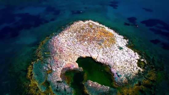 Sea Cucumber, Echinoderm, Invertebrate, Animal, Starfish, Fish