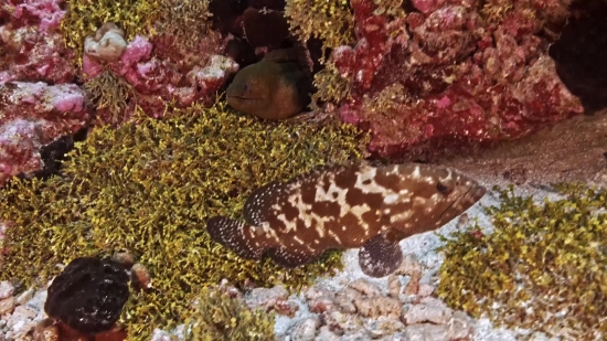 Sea Cucumber, Echinoderm, Invertebrate, Animal, Underwater, Fish