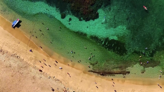 Sea Cucumber, Echinoderm, Invertebrate, Animal, Underwater, Fish