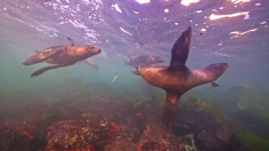 Sea Lion, Eared Seal, Fish, Sea, Underwater, Water