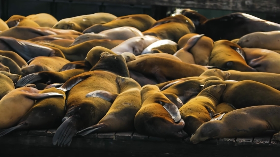 Sea Lion, Eared Seal, Seal, Aquatic Mammal, Sea, Water