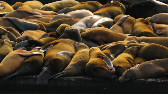 Sea Lion, Eared Seal, Seal, Aquatic Mammal, Sea, Water