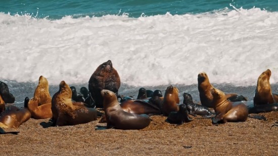 Sea Lion, Eared Seal, Seal, Beach, Sea, Ocean