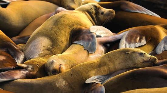 Sea Lion, Eared Seal, Seal, Dog, Wildlife, Sea