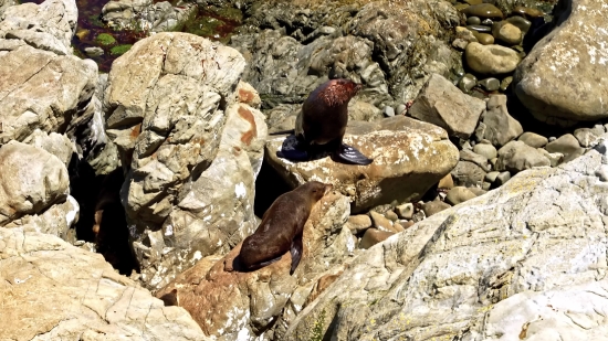 Sea Lion, Eared Seal, Seal, Rock, Stone, Water