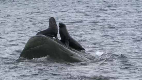 Sea Lion, Eared Seal, Seal, Sea, Ocean, Water