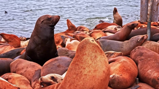 Sea Lion, Eared Seal, Seal, Sea, Water, Ocean