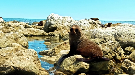 Sea Lion, Eared Seal, Seal, Sea, Water, Rock