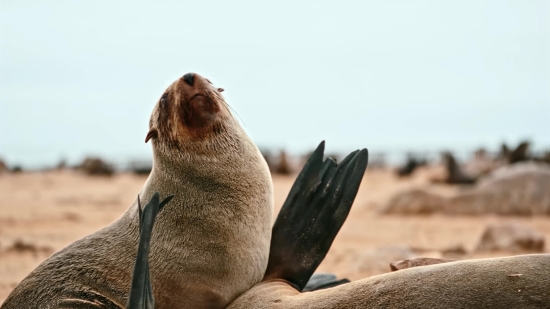 Sea Lion, Eared Seal, Seal, Sea, Wildlife, Water