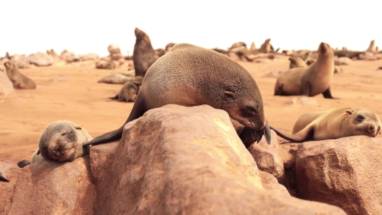 Sea Lion, Eared Seal, Seal, Walrus, Aquatic Mammal, Wildlife