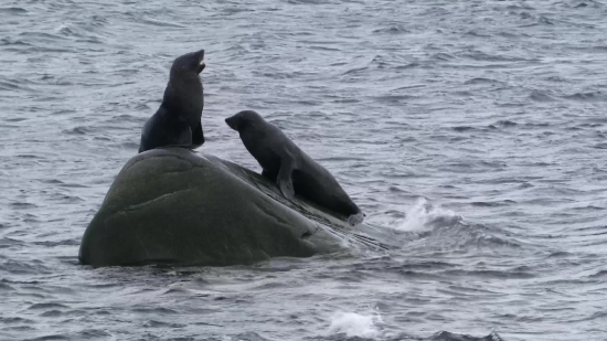 Sea Lion, Eared Seal, Seal, Water, Ocean, Sea