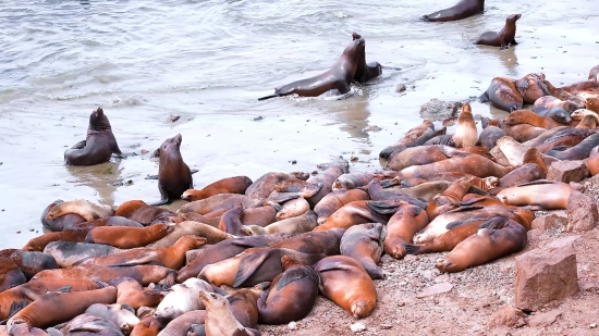 Sea Lion, Eared Seal, Seal, Water, Sea, Aquatic Mammal