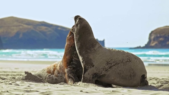 Sea Lion, Eared Seal, Seal, Water, Sea, Ocean