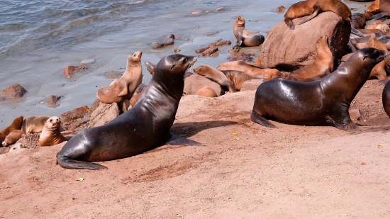 Sea Lion, Eared Seal, Seal, Water, Sea, Ocean