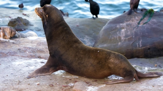 Sea Lion, Eared Seal, Seal, Water, Sea, Wildlife