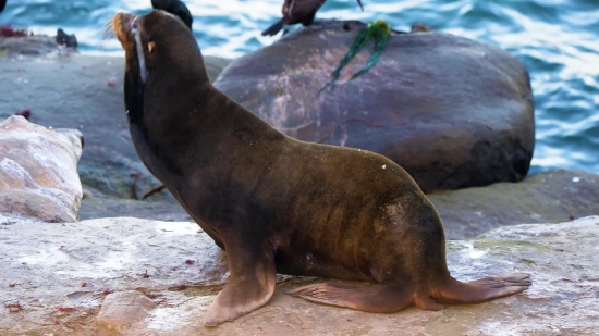 Sea Lion, Eared Seal, Seal, Water, Wildlife, Aquatic Mammal