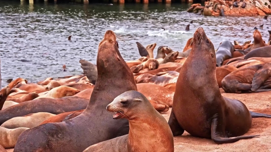 Sea Lion, Eared Seal, Seal, Water, Wildlife, Sea