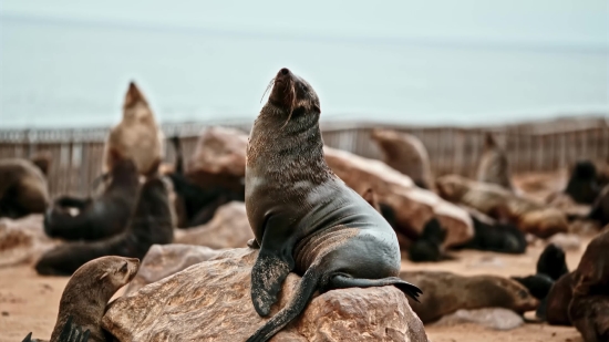 Sea Lion, Eared Seal, Seal, Wildlife, Aquatic Mammal, Sea