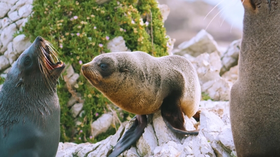 Sea Lion, Eared Seal, Seal, Wildlife, Aquatic Mammal, Sea