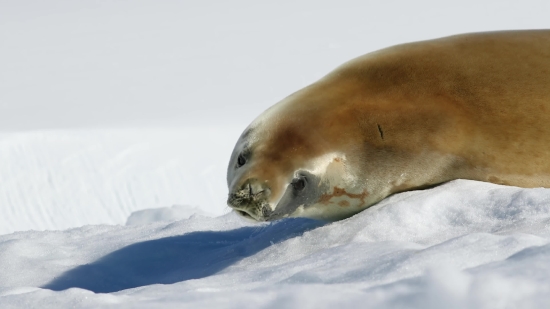 Sea Lion, Eared Seal, Seal, Wildlife, Aquatic Mammal, Water