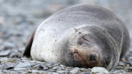 Sea Lion, Eared Seal, Seal, Wildlife, Aquatic Mammal, Water