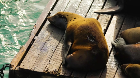 Sea Lion, Eared Seal, Seal, Wildlife, Aquatic Mammal, Water