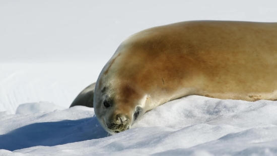 Sea Lion, Eared Seal, Seal, Wildlife, Sea, Aquatic Mammal