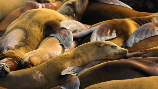 Sea Lion, Seal, Eared Seal, Dog, Wildlife, Hunting Dog