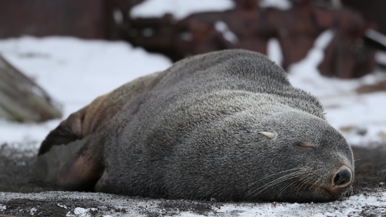 Sea Lion, Seal, Eared Seal, Mammal, Wildlife, Tapir