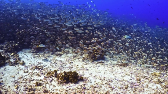 Sea, Reef, Coral Reef, Water, Ocean, Beach