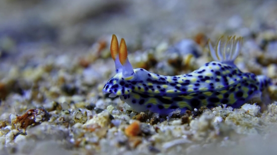 Sea Slug, Gastropod, Mollusk, Invertebrate, Underwater, Animal