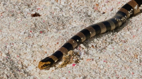 Sea Snake, Snake, Reptile, King Snake, Wildlife, Serpent