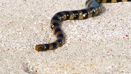 Sea Snake, Snake, Reptile, King Snake, Wildlife, Wild