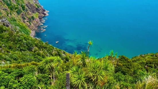 Sea, Tree, Ocean, Tropical, Reef, Palm