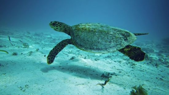 Sea Turtle, Turtle, Loggerhead, Reptile, Underwater, Sea