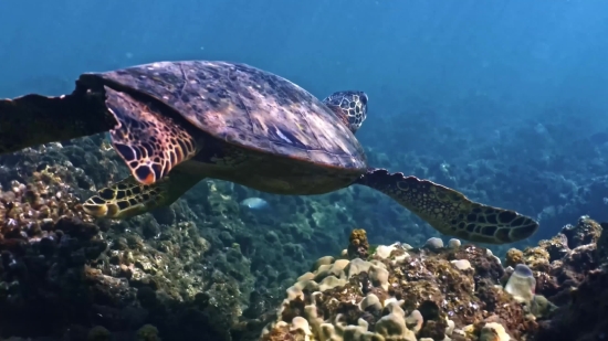 Sea Turtle, Turtle, Loggerhead, Sea, Underwater, Ocean