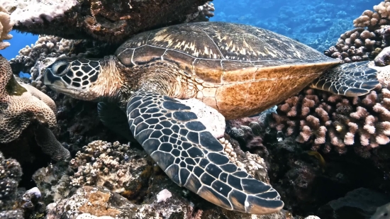 Sea Turtle, Turtle, Loggerhead, Wildlife, Sea, Reptile