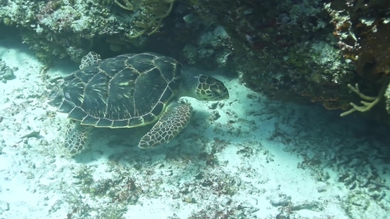 Sea, Underwater, Fish, Reef, Puffer, Coral