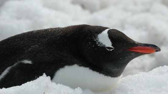 Seabird, Auk, Penguin, King Penguin, Aquatic Bird, Bird