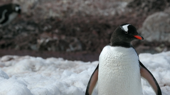 Seabird, Penguin, Auk, King Penguin, Bird, Aquatic Bird